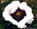 Rockii Peony: YU PAN JIN ZHEN